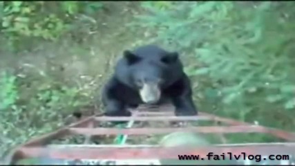 Дива мечка се качва по стълба