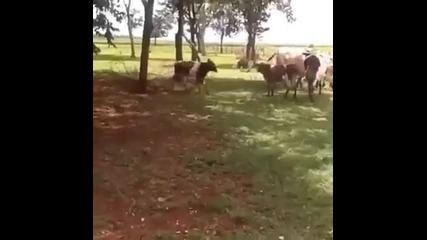 Козле нокаутира крава