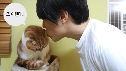 Котки мразят да ги целуват!