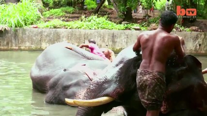 Спа за слонове - баня, масажи и глезене