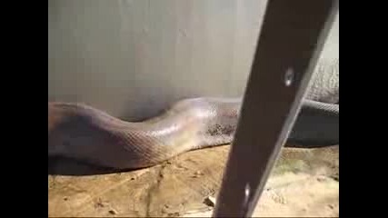Attacco anaconda.flv