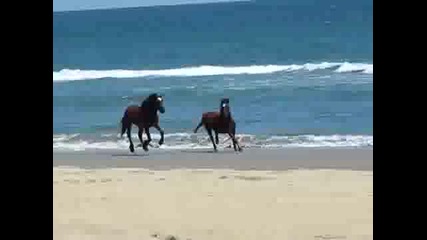 Wild Horses Running on Corolla Beach North Carolina!!!