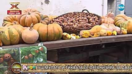Фестивал на тиквата и мушмулата във Вирле Пиемонте - На кафе (15.12.2017)