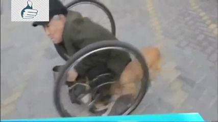 Куче помага на стопанина си инвалид да се придвижва!