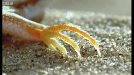 Sand snake vs lizard - Wild Africa - Bbc 