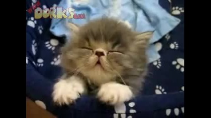 Това коте ще ви спука от смях 