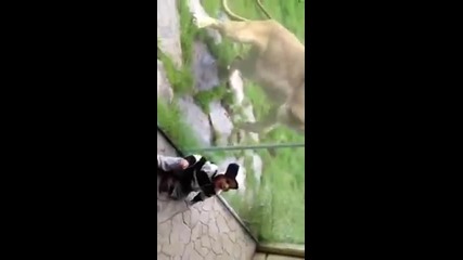 Лъв иска да изяде бебе - Смях!