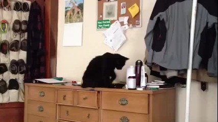 Тази котка се чуди каква мизерия да направи!