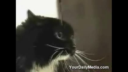 Котки Говорят - удивително!!!
