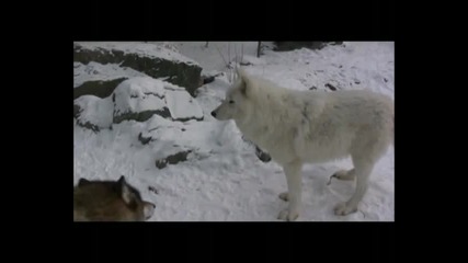 International Wolf Center - Вълчи вой