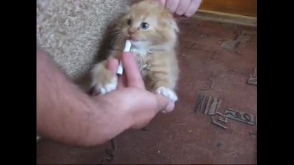 Котка пристрастена към никотин