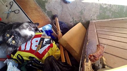 V_20140324_catsfishing