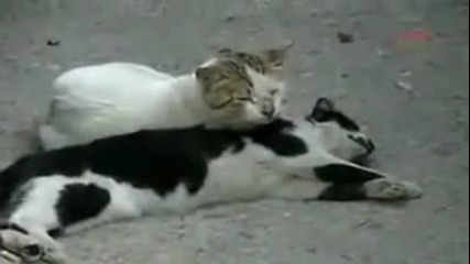 Cat tries to revive dead friend after hes hit by a car 