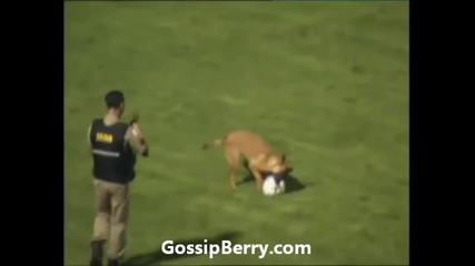 Полицейско куче прекъсна мач , вижте какви умения показа на терена !