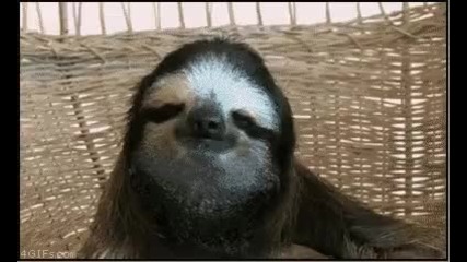 Dramatic Sloth