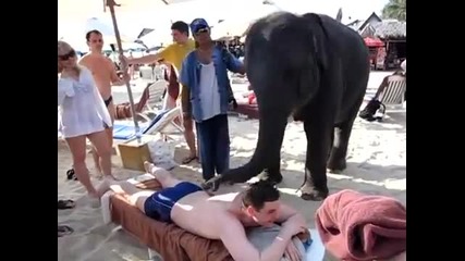 Слон прави масажи