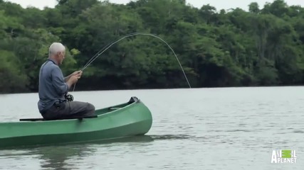 Monster Arapaima is Your 'mermaid' of Lore - River Monsters
