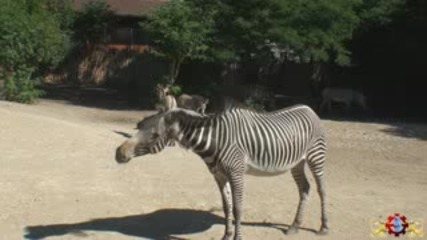 Много забавни зебри 