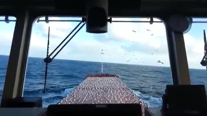 Килим от чайки на палубата на кораб