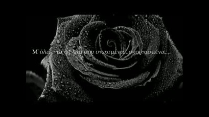 Black Rose - . Eva Milli -