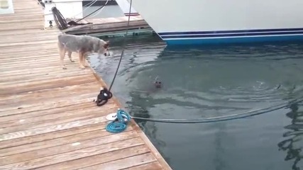 Закачлива видра във водата , разиграва куче на пристана