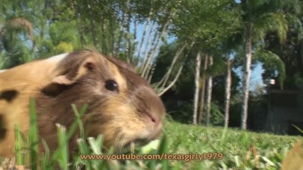Питбул Си Играе С Морско Свинче 