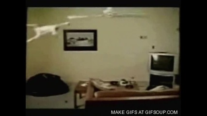 funny cats