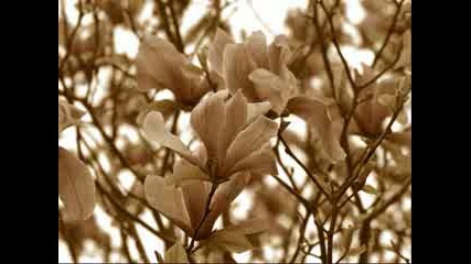 Magnolias