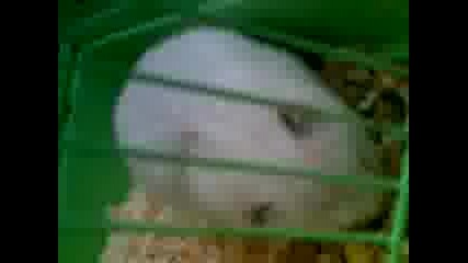 My hamster ~~~ V kletka !! :* :*