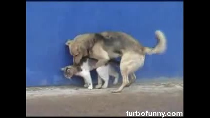 cat and dog action