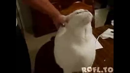 Смешна котка 