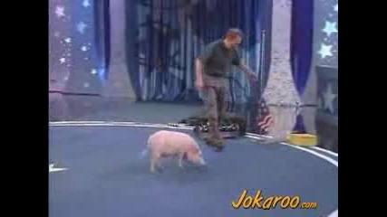 Pig Performance