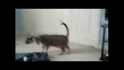 Страхливо коте