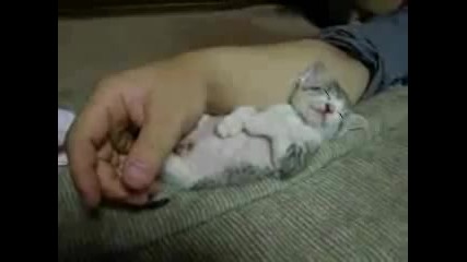 Сладко коте заспива