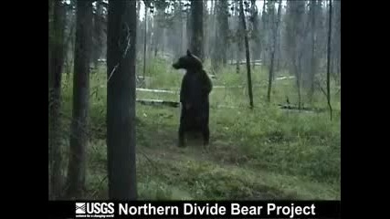 Bear Pole Dance 