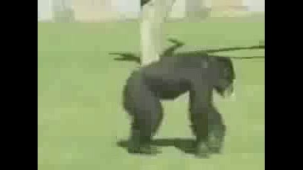 Маймуна Пуши цигара