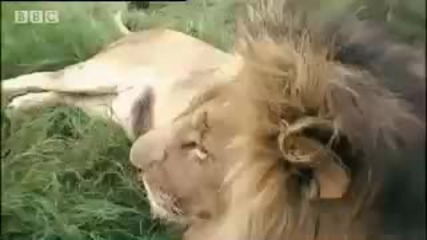 Into the lions den! - extreme animals - Bbc wildlife