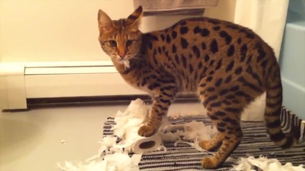 Котки които обичат да си играят с тоалетна хартия - Компилация