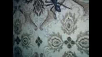 The ant story