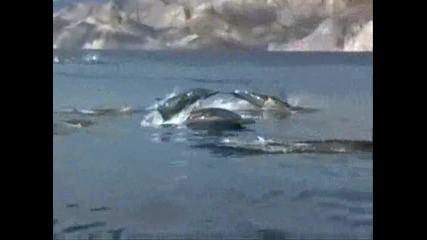 делфини13