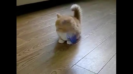 Малко сладко котенце!