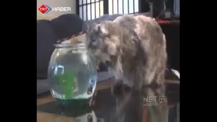 балон нa акула спасява малка рибка