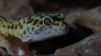 Leopard Gecko - Леопардов гекон ..