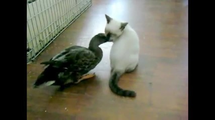 Игра между коте и патка