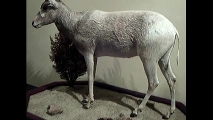 Animals 