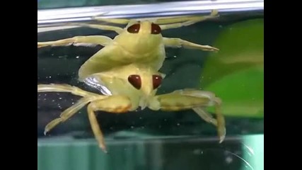 Туптящото сърце на един molted indicus Lethocerus 