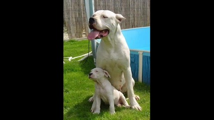 Rizen Schnauzer Vs Dogo Argentino 