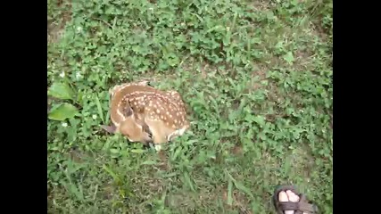 Baby deer in my yard. _are you ok_' Read info.