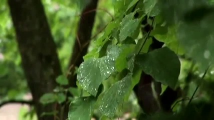 Loreena Mckennitt - Seeds Of Love