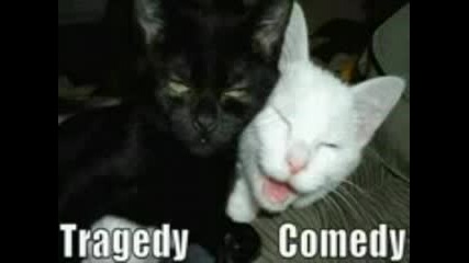 Very Funny Cats Part 10